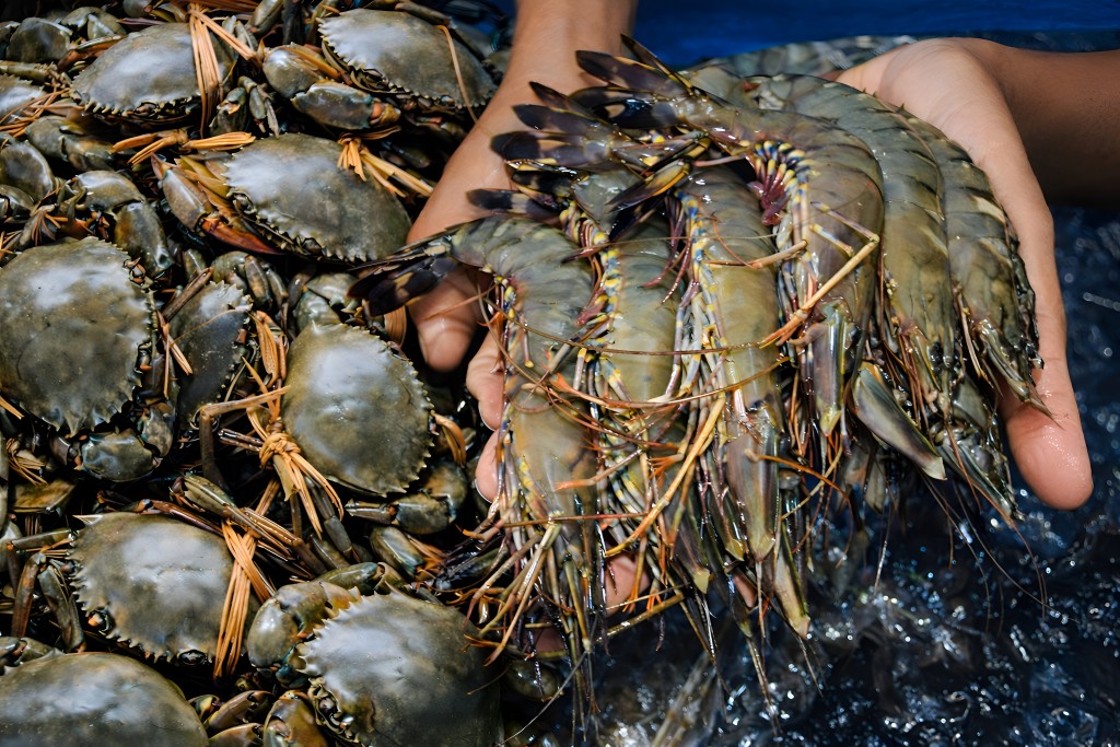 Con tôm, con cua không chỉ là sản phẩm xuất khẩu chủ lực mà còn gắn chặt với đời sống, sinh kế của hàng trăm nghìn hộ dân vùng đất mặn Cà Mau Con tôm, con cua không chỉ là sản phẩm xuất khẩu chủ lực mà còn gắn chặt với đời sống, sinh kế của hàng trăm nghìn hộ dân vùng đất mặn Cà Mau