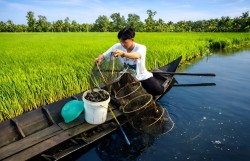 Tôm - cua Cà Mau: Mùa vàng trên vùng đất mặn