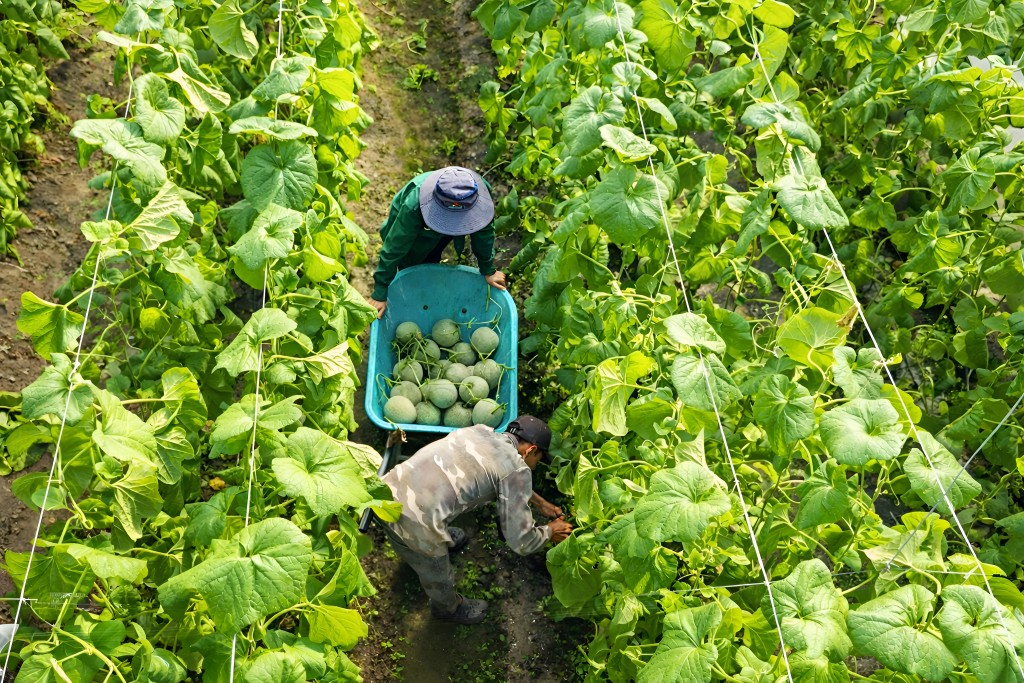 Nông nghiệp công nghệ cao đang mở hướng sản xuất hiệu quả, bền vững cho nông dân Nông nghiệp công nghệ cao đang mở hướng sản xuất hiệu quả, bền vững cho nông dân