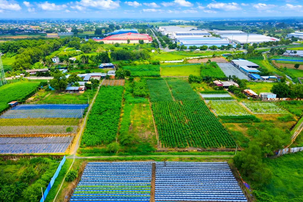Không gian sản xuất nông nghiệp tại xã Bình Mỹ, nền tảng quan trọng để phát triển chuỗi giá trị nông nghiệp đô thị gắn chế biến và thị trường
