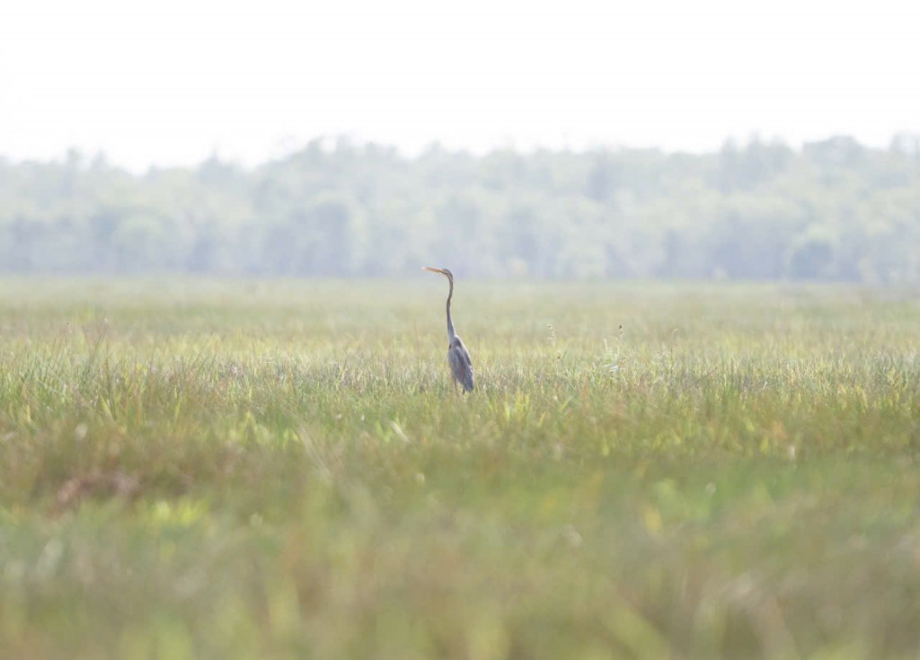 Mùa xuân về Vườn quốc gia Tràm Chim: