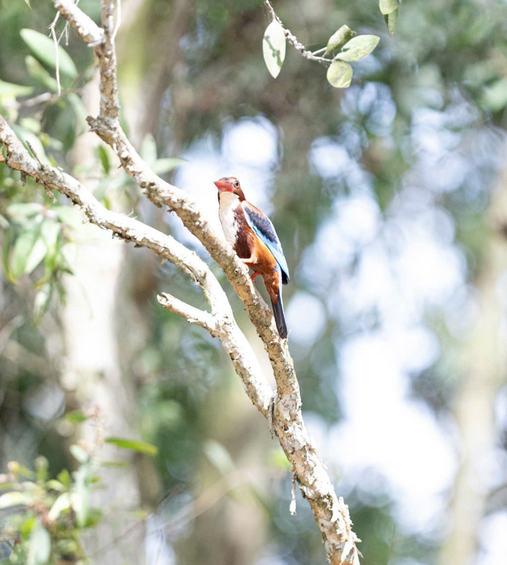 Mùa xuân về Vườn quốc gia Tràm Chim: