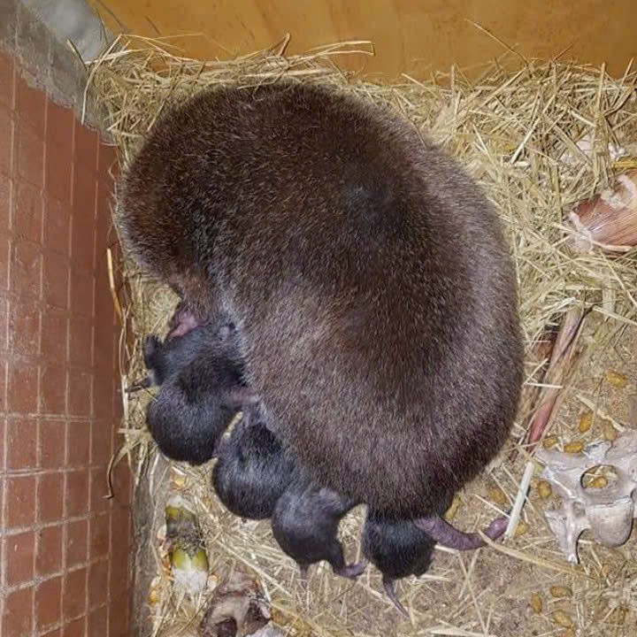 Tết khởi nghiệp: Người trẻ Hà Nội làm giàu từ đặc sản quê