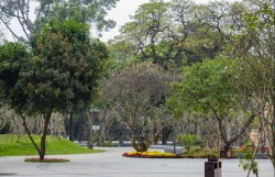 Khoảng lặng xanh đặc biệt ở công viên số 1 Lý Thái Tổ và nỗ lực giữ từng gốc cây cho thành phố