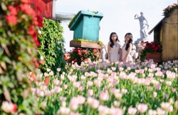 Một triệu bông tulip đang “nhuộm sắc” đỉnh Bà Nà đúng Tết Nguyên đán 2026