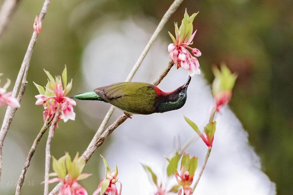 Một triệu bông tulip đang “nhuộm sắc” đỉnh Bà Nà đúng Tết Nguyên đán 2026