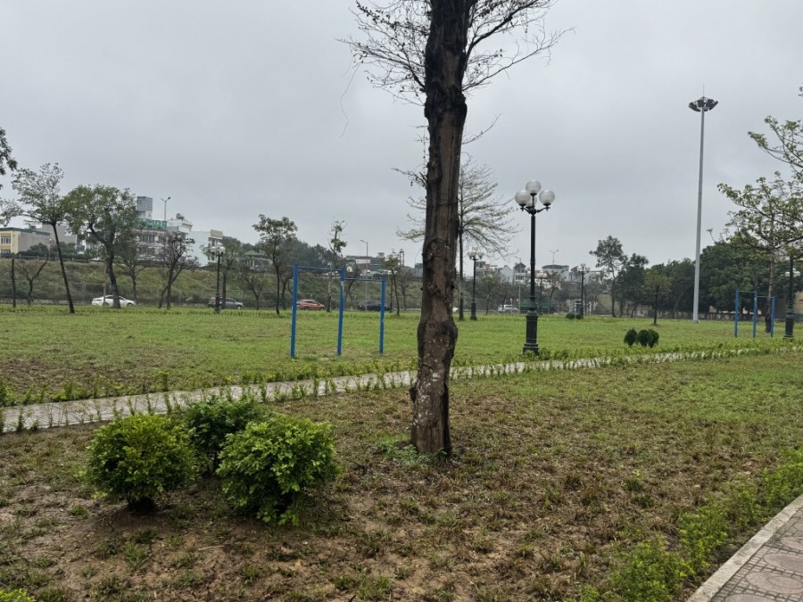 Phủ xanh đường mới, xóa điểm đen đô thị