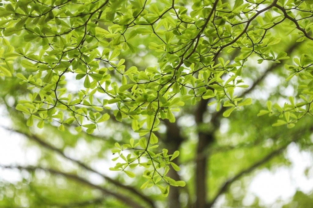 Những mùa xanh của Hà Nội (Ảnh: Minh Quyết)