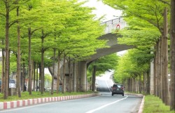 Cho Hà Nội thêm ngát những mùa xanh...