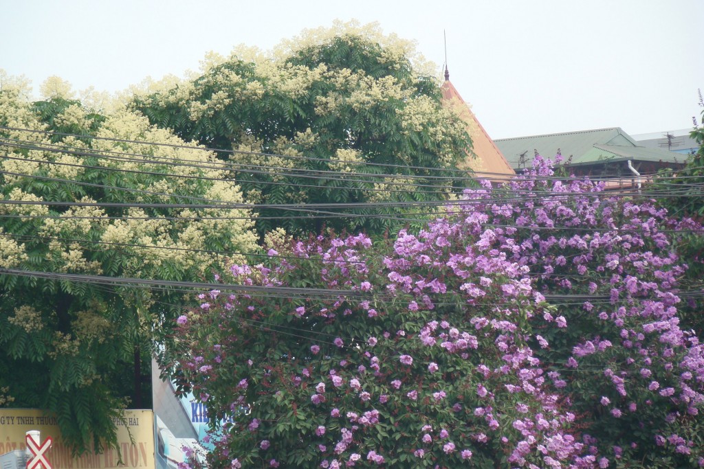 Những mùa hoa về trên phố (Ảnh: Cẩm Tú)