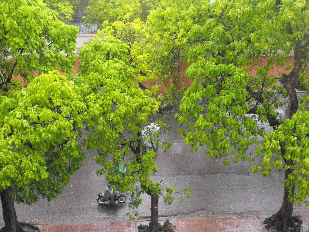 Hàng sấu già trên phố Bà Triệu (Ảnh: Cẩm Tú)