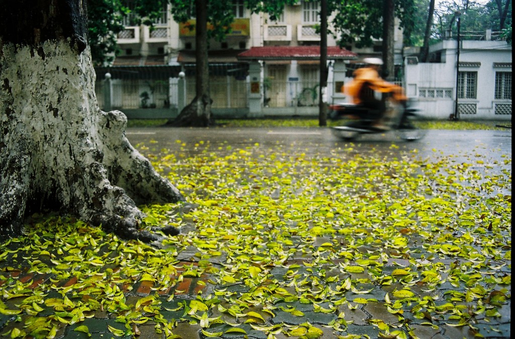 Hàng cây xanh đong đầy ký ức về phố phường (Ảnh: Cẩm Tú)