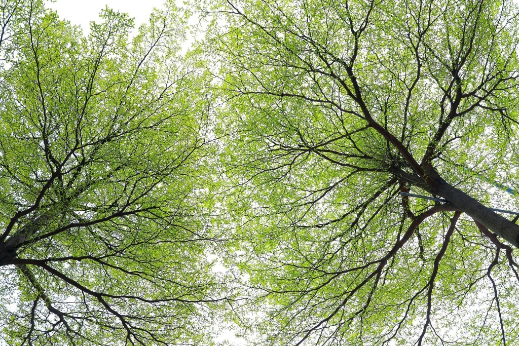 Vòm xanh xao xuyến (Ảnh: Trương Vị)