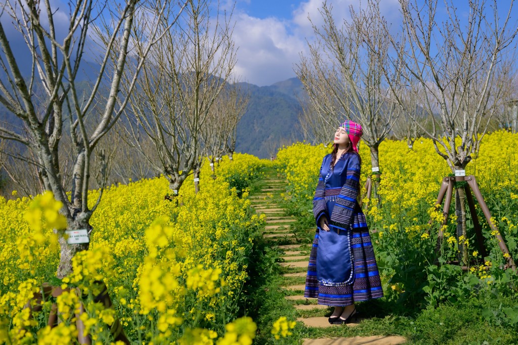 Mãn nhãn với biển hoa vàng rực rỡ tại Fansipan