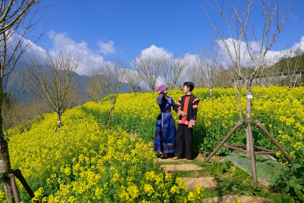 Mãn nhãn với biển hoa vàng rực rỡ tại Fansipan