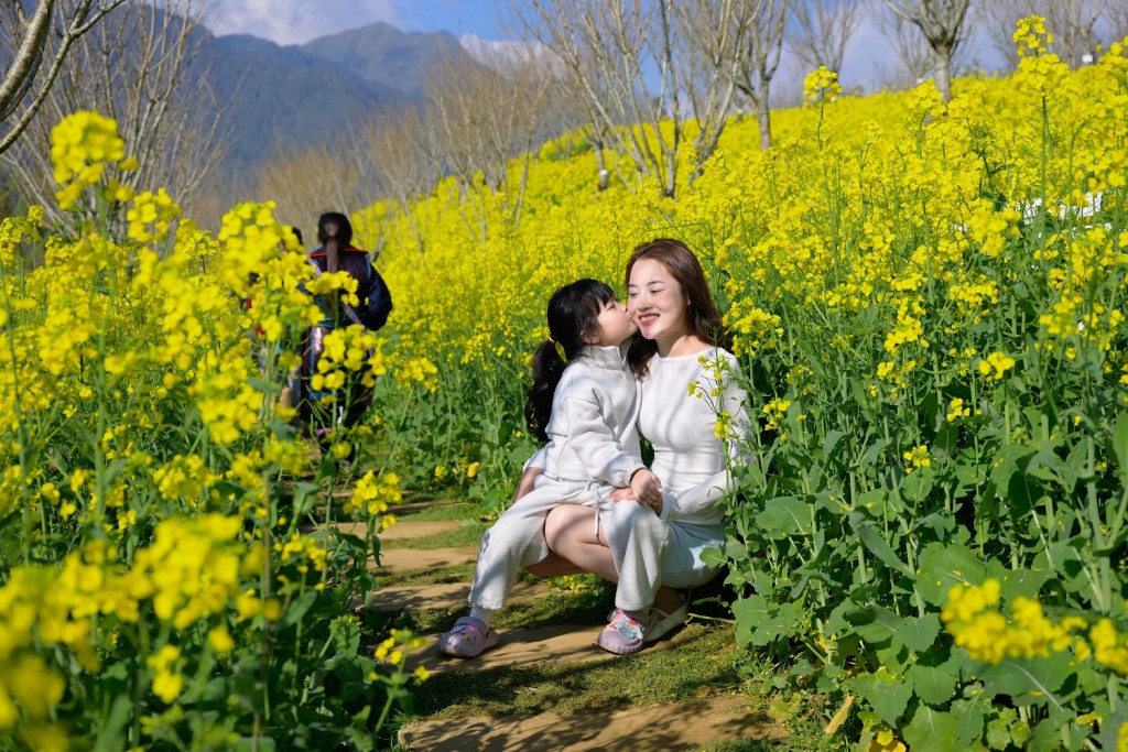 Mãn nhãn với biển hoa vàng rực rỡ tại Fansipan