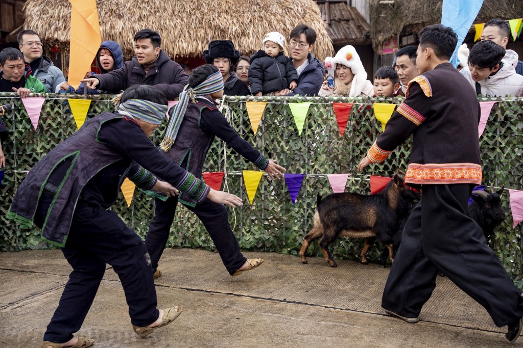 Mãn nhãn với biển hoa vàng rực rỡ tại Fansipan