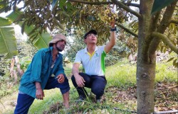 Giải bài toán rụng hoa, rụng trái sầu riêng, giữ vững năng suất