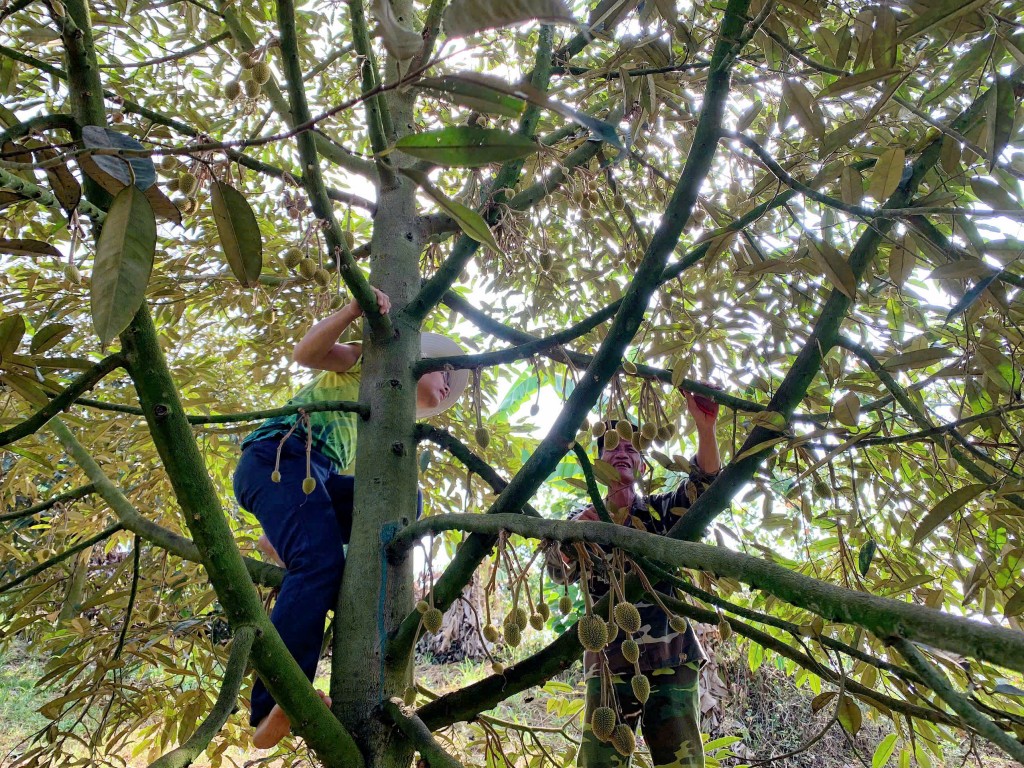 Giải bài toán rụng hoa, rụng trái sầu riêng, giữ vững năng suất