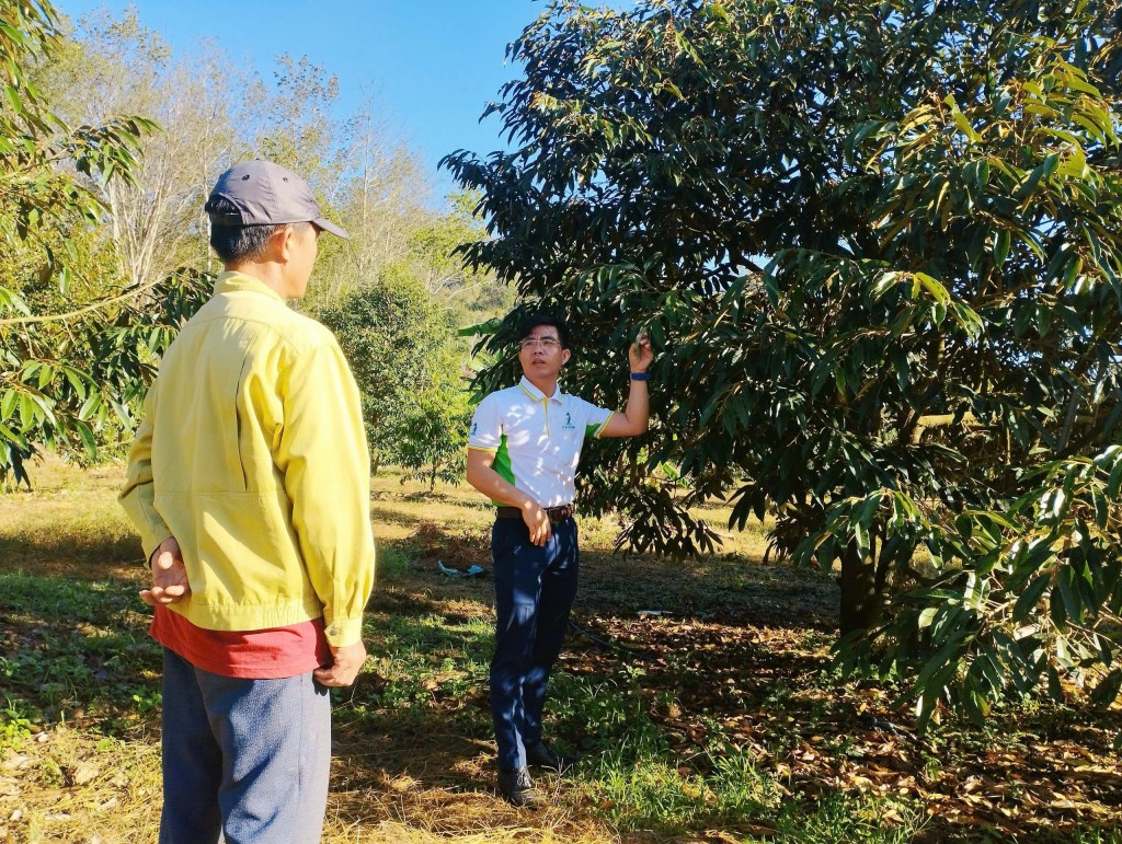 Giải bài toán rụng hoa, rụng trái sầu riêng, giữ vững năng suất