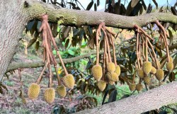 Giải pháp tối ưu giúp sầu riêng không "chạy trái" khi gặp mưa