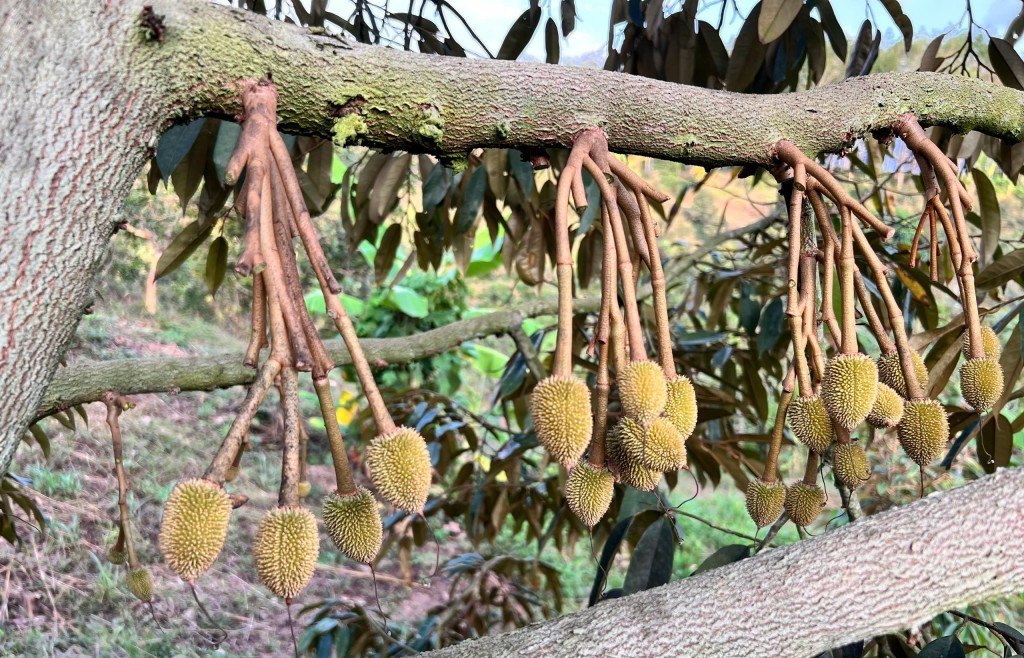 Giải pháp tối ưu giúp sầu riêng không "chạy trái" khi gặp mưa