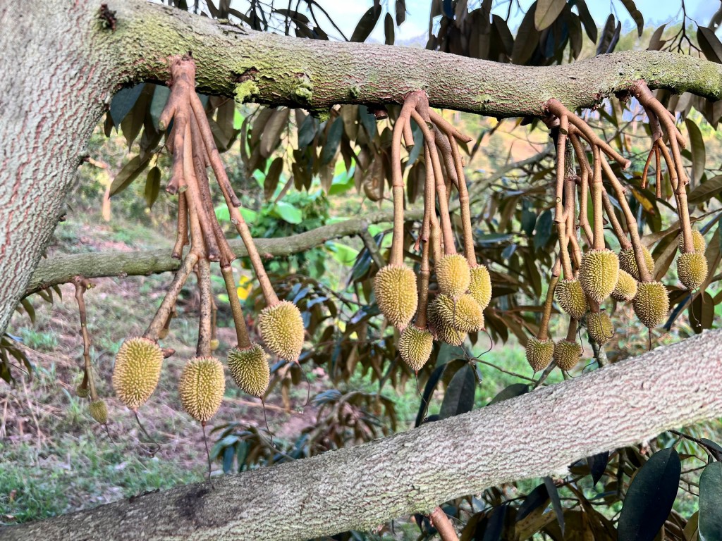 Giải pháp tối ưu giúp sầu riêng không chạy trái khi gặp mưa