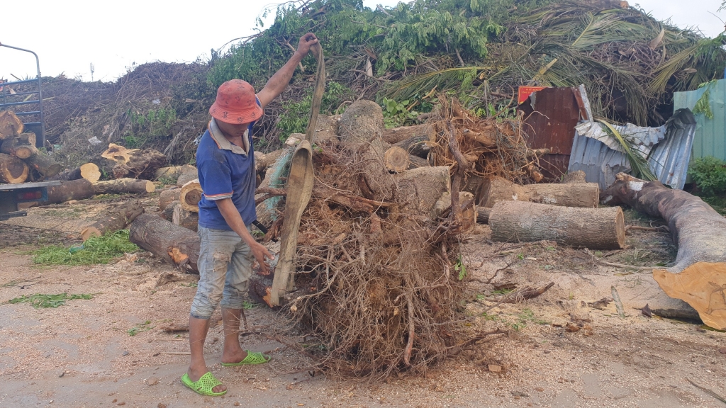 Đà Nẵng: Tận thu gỗ trái phép, hàng loạt cán bộ bị kỉ luật