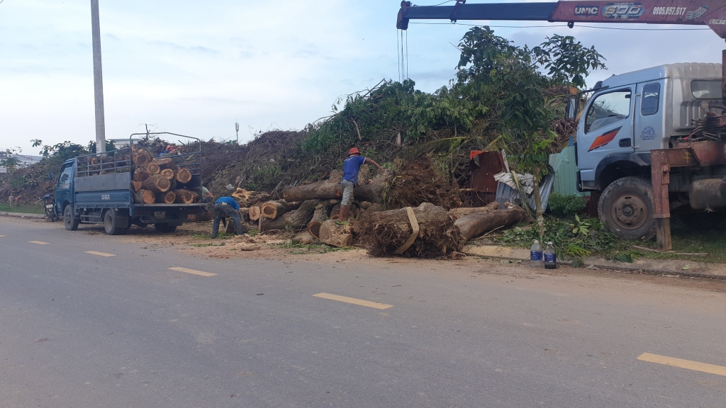 : Kỷ luật hàng loạt cán bộ Công ty cây xanh Đà Nẵng liên quan đến việc tận thu cây ngã đổ do bão (ảnh V.Q) 