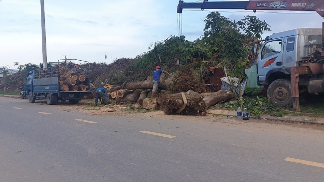 Đà Nẵng: Tận thu gỗ trái phép, hàng loạt cán bộ bị kỉ luật