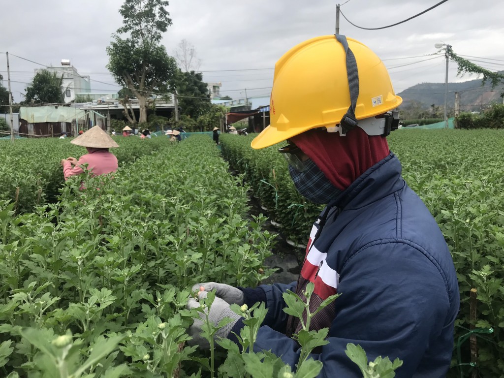 Người dân trồng hoa ở Đà Nẵng đang hy vọng vào