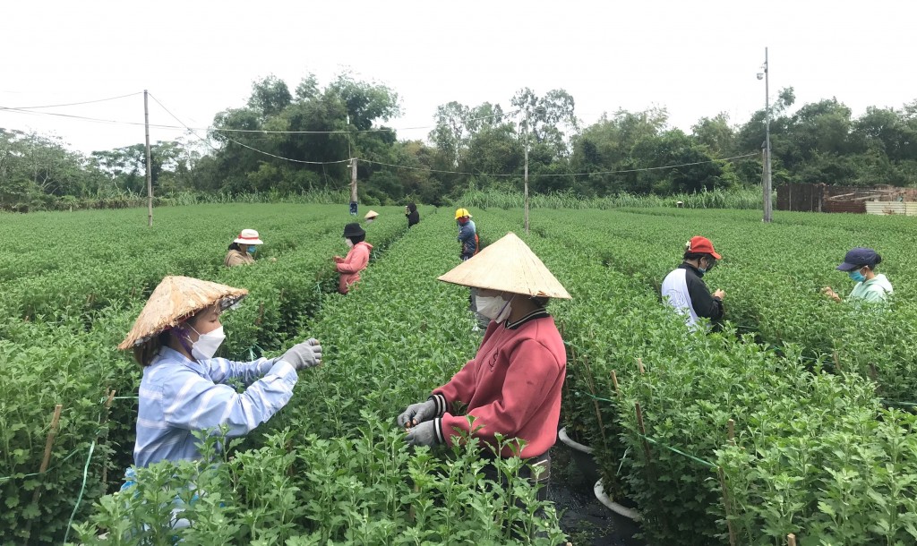 Nhiều chủ vườn đang phải bỏ ra tiền triệu mỗi ngày để thuê người ngắt nụ hoa (Ảnh Đ.Minh)