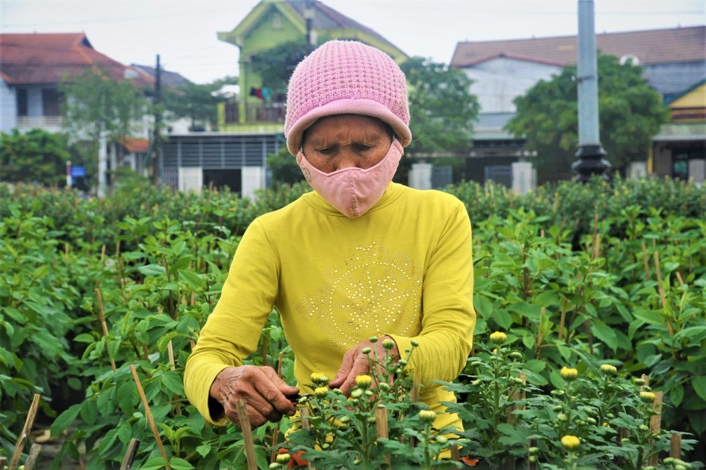 Bà Phúc tỉa nụ cho những cây cúc, chuẩn bị bán cho thương lái. Ảnh: Đ.T