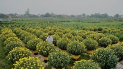 Làng hoa lớn nhất Quảng Trị chuẩn bị hoa cho dịp tết