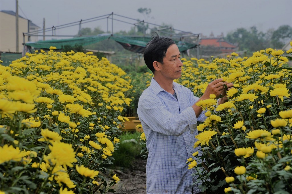  Anh Khiêm kiểm tra chất lượng của những bông hoa cúc. Ảnh: Đ.T