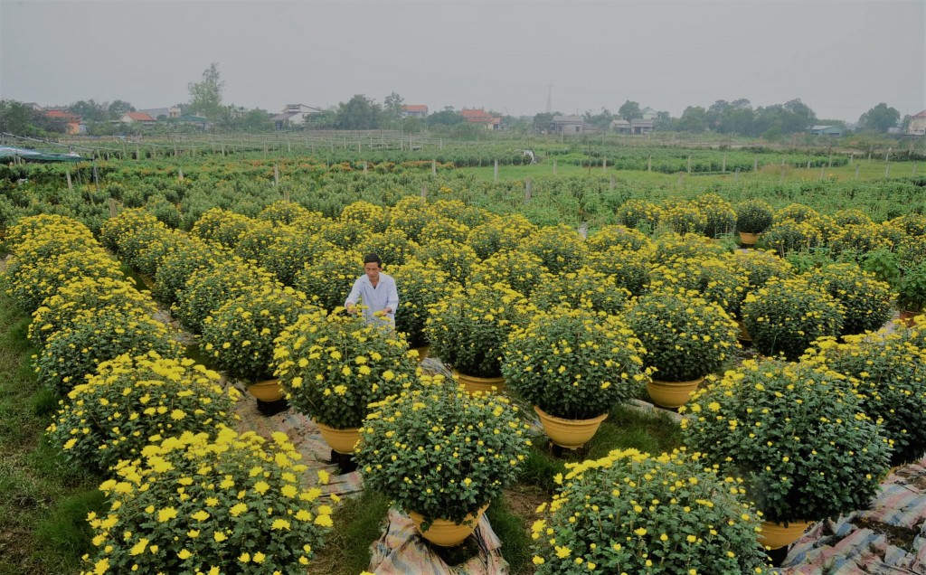 Vườn hoa cúc của anh Khiêm nở vàng rực một gốc của làng An Lạc. Ảnh: ĐỨC TÀI 