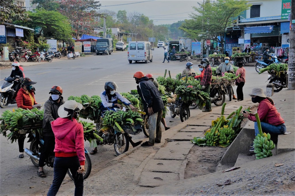 Thương lái chờ ở dọc tuyến đường đến chợ để thu mua chuối