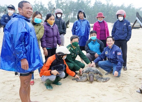 Cá thể Vích nặng hơn 50kg được cứu hộ thành công và thả trở về biển