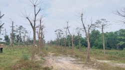 Thừa Thiên - Huế: Hàng loạt cây xanh tróc vỏ, chết khô sau khi thay mới