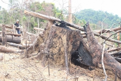 Quảng Nam: Đầu tư hơn 60 tỷ đồng nâng cao năng lực phòng cháy, chữa cháy rừng