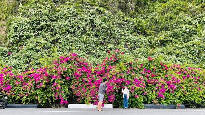 Con đường hoa giấy ở Đà Nẵng bỗng “gây sốt” trong giới trẻ