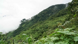 Quảng Nam đặt mục tiêu trồng mới thành công 51,6 triệu cây xanh