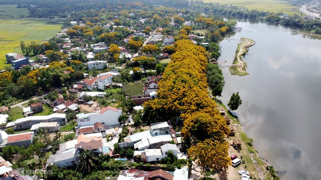Lễ hội hoa sưa được tổ chức hằng năm bên sông Tam Kỳ thu hút hàng nghìn khách du lịch