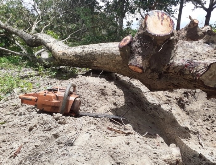 quần thể gỗ giáng hương (nhóm I) đang bị các đối tượng “xẻ thịt” nghiêm trọng tại làng Dê, xã Gào, TP Pleiku, tỉnh Gia Lai