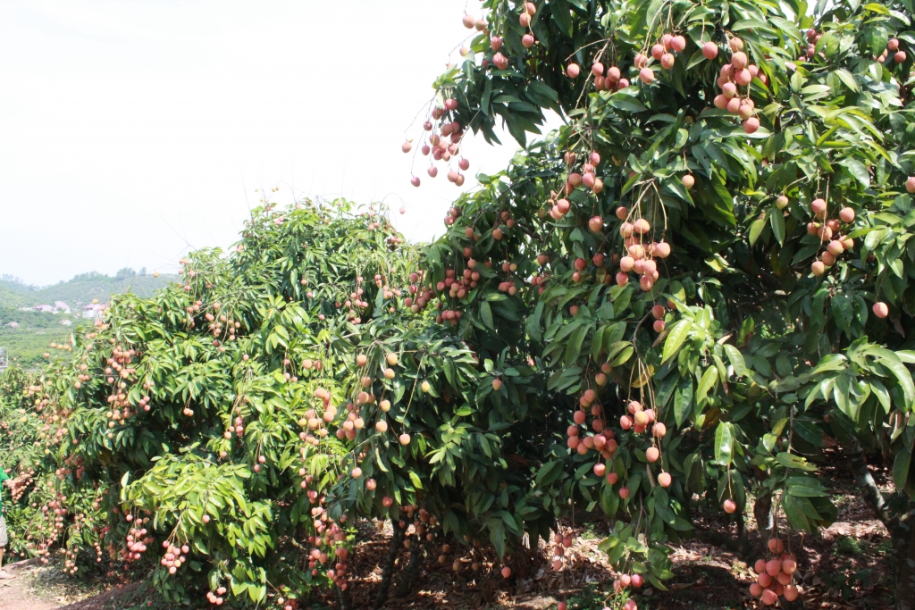 Vải Thiều Lục Ngạn (Bắc Giang)