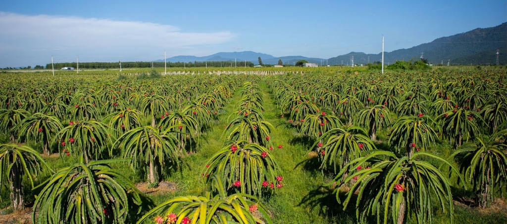 Thanh long là sản phẩm trái cây xuất khẩu chủ đạo của tỉnh Bình Thuận (Nguồn thanhlonglanhiep.com) 