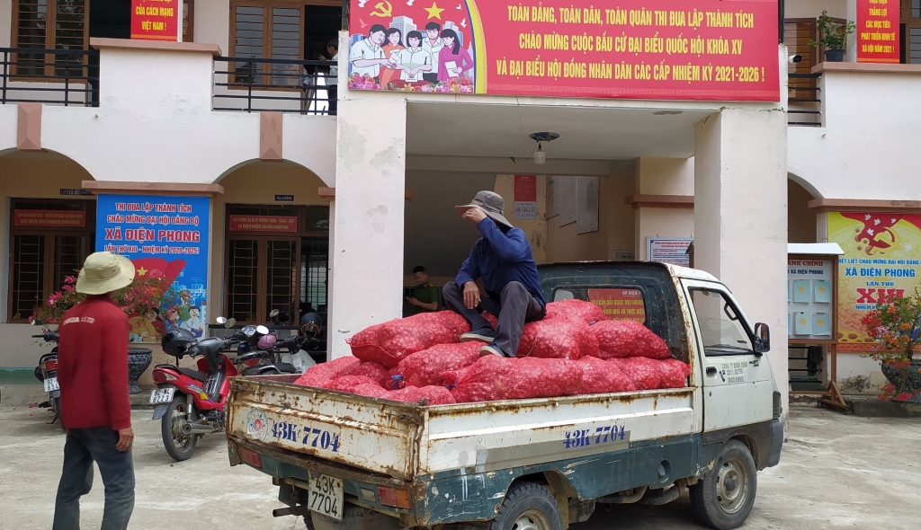 Hội Nông dân Quảng Nam hỗ trợ tiêu thụ hơn 60 tấn hành tím Sóc Trăng