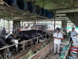 Quảng Nam: Tổ chức các lớp học nghề cho nông dân ở Điện Bàn