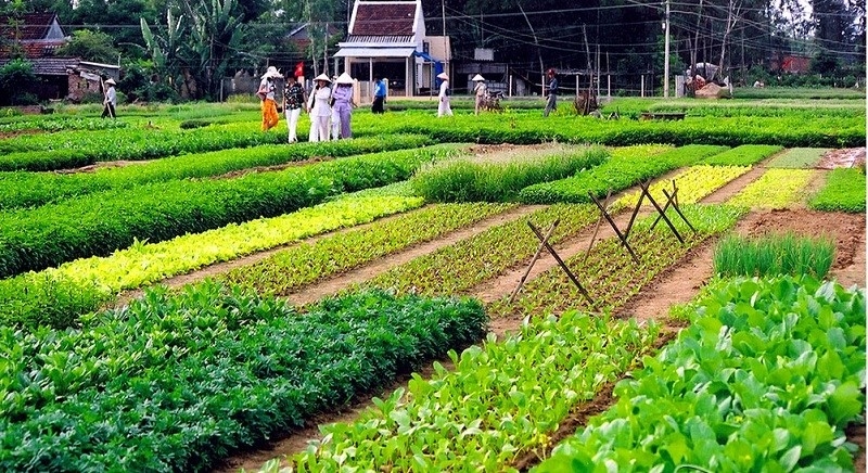 Làng rau Trà Quế là một trong những địa điểm du lịch xanh tại TP Hội An (Nguồn khampha24.vn) 