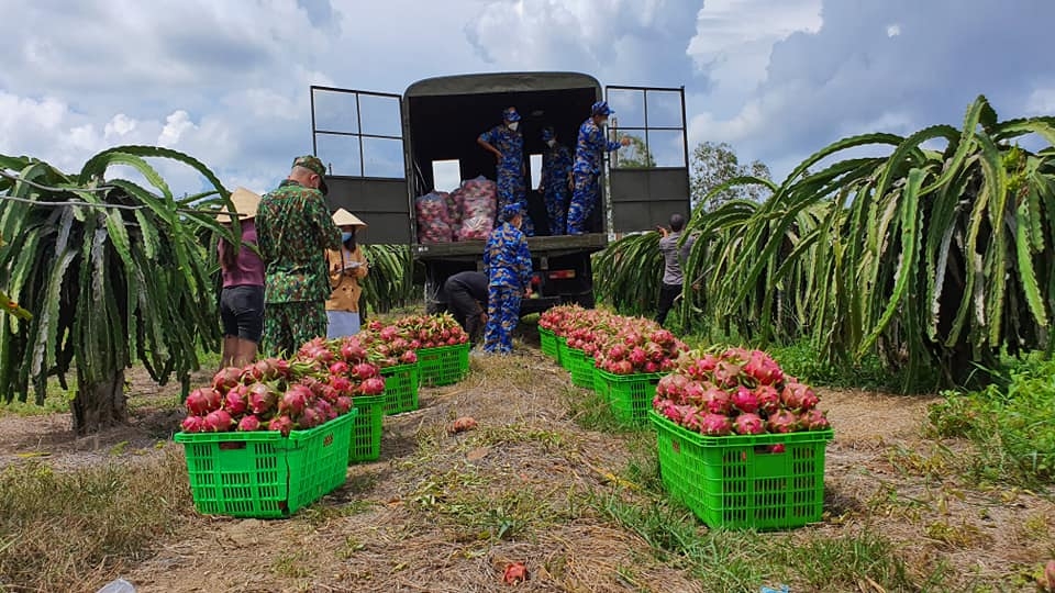 Cán bộ, chiến sĩ Kho 711 Cục Hậu cần Hải quân vận chuyển quả thanh long từ Bình THuận vào TP HCM